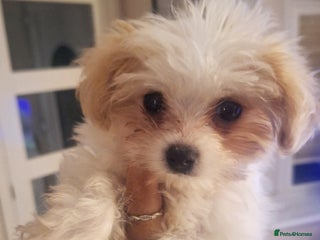 Havanese dogs - Advert 1