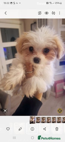 Havanese dogs - Advert 3