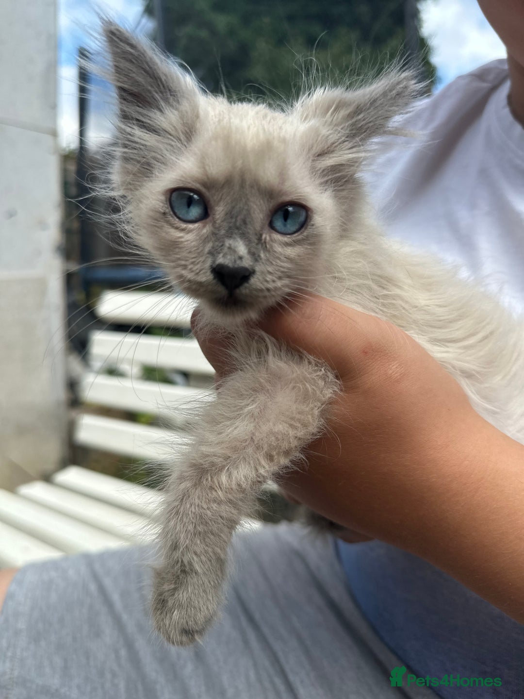 Birman cats for sale: Birman Kitten 2 - Birman kittens  - Image 3