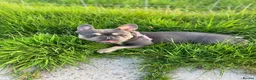 French Bulldog dogs for sale: Lilac and tan 2 year old female French bulldog  in Chester - Advert 9