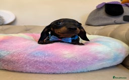 Miniature Dachshund dogs for sale: Miniature Dachshund Male Black & Tan Puppy  - Image 1