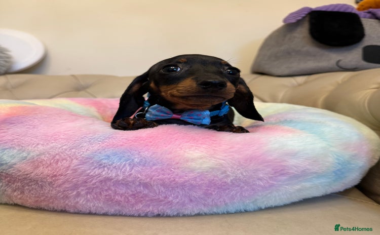Miniature Dachshund dogs - Advert 16