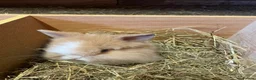 Lionhead rabbits for sale: Beautiful Lionhead Bunnies  - Advert 8