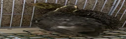Quail poultry for sale: Japanese quails  - Advert 3