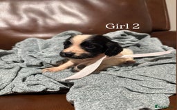 Cocker Spaniel dogs for sale: Cocker spaniel puppies  - Image 14