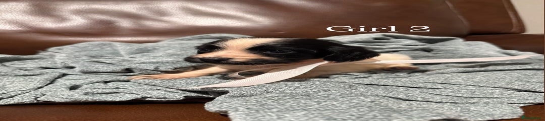 Cocker Spaniel Puppy 10