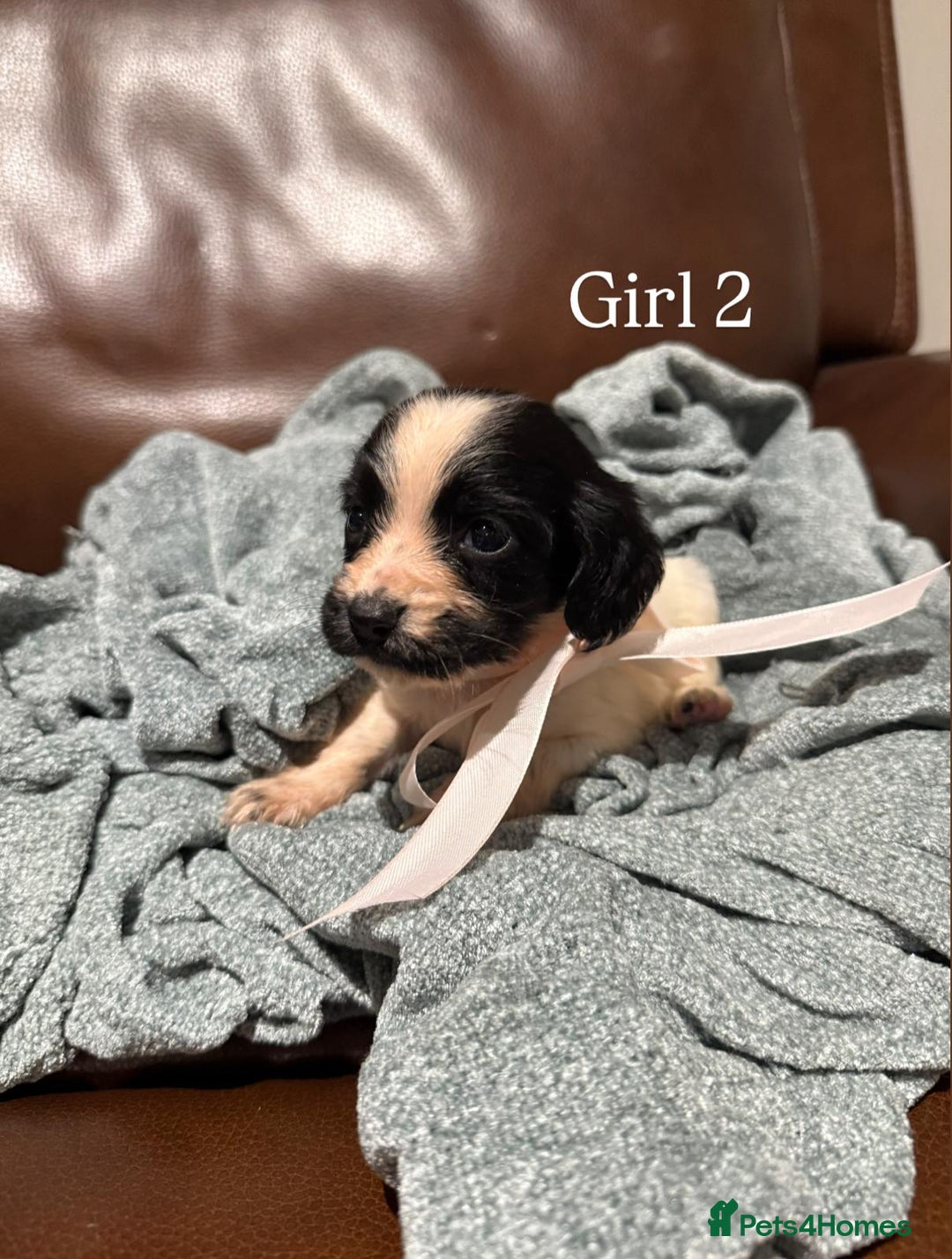Cocker Spaniel dogs for sale: Cocker spaniel puppies  - Image 14