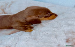 Dachshund dogs for sale: Dachshund  - Image 6