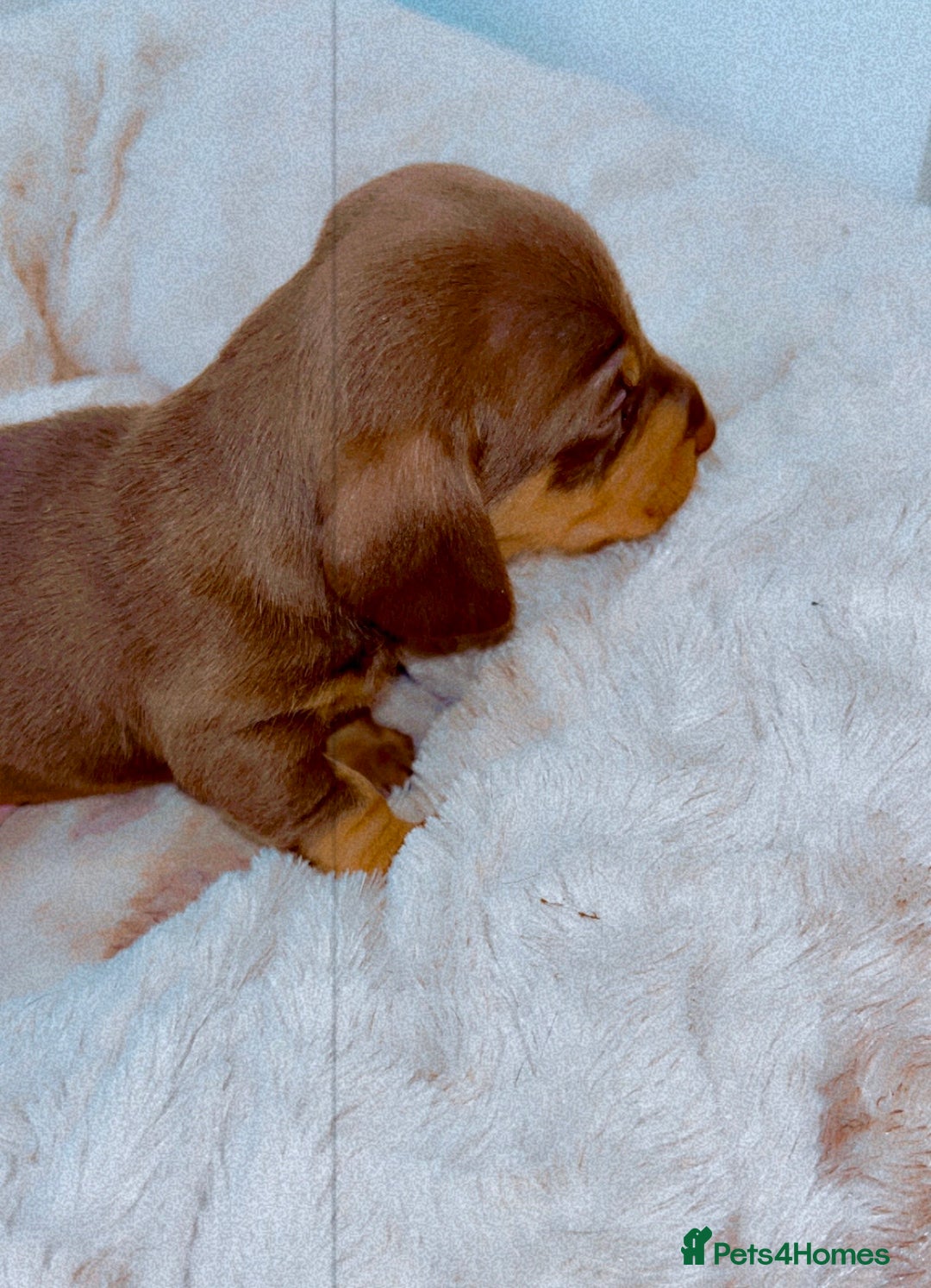 Dachshund dogs for sale: Dachshund  - Image 6