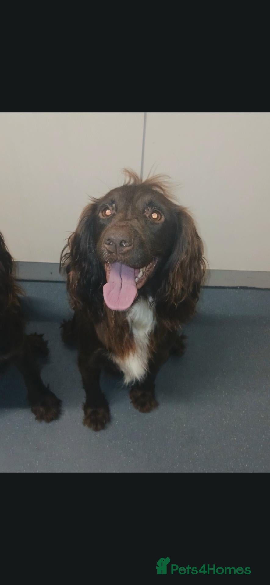 Cocker Spaniel dogs 4 beautiful cocker spaniel puppies for sale - Advert 2