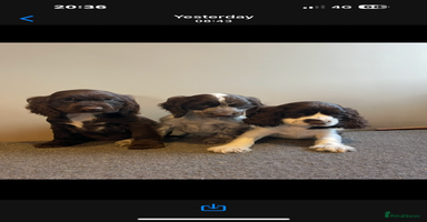 Cocker Spaniel dogs - Advert 5