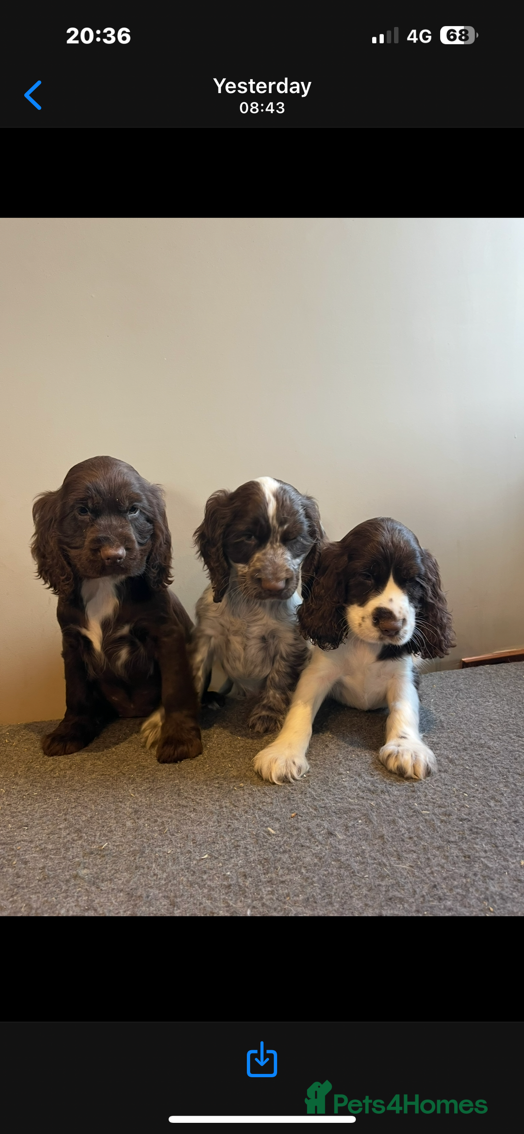 Cocker Spaniel dogs for sale: Cocker Spaniel Show  - Image 2