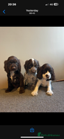 Cocker Spaniel dogs - Advert 5
