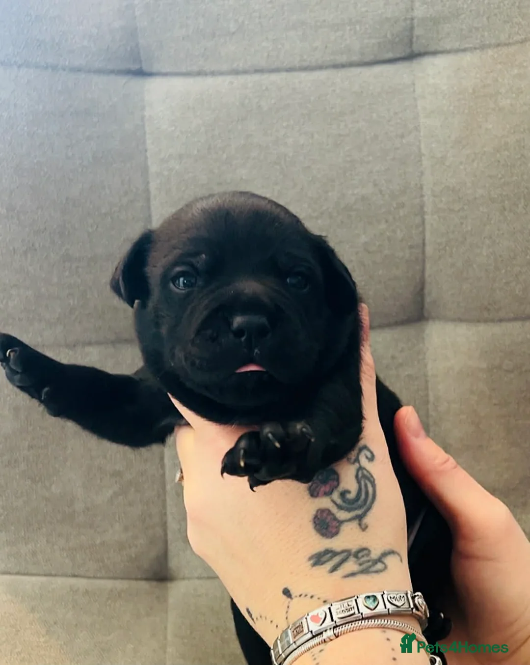 Staffordshire Bull Terrier dogs for sale: Staffordshire bull terrier pups  - Advert 4