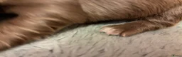 Miniature Dachshund dogs for sale: Long haired Miniature Dachshunds - Advert 6