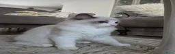 Ragdoll cats for sale: Ragdoll kittens are looking for forever home  - Advert 8
