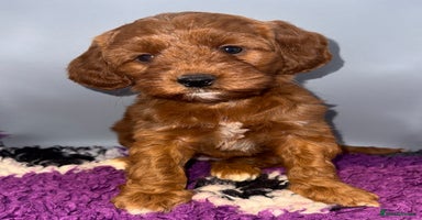 Cockapoo dogs Stunning F1 Cockapoo Puppies - Advert 10