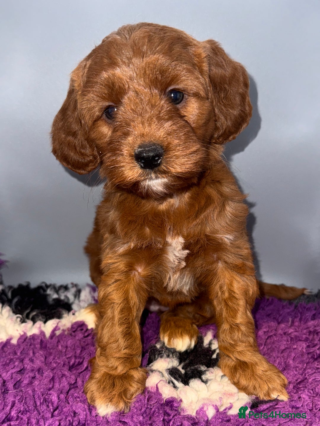 Cockapoo dogs for sale: Stunning F1 Cockapoo Puppies - Advert 2