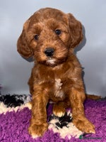 Cockapoo dogs Stunning F1 Cockapoo Puppies - Advert 1