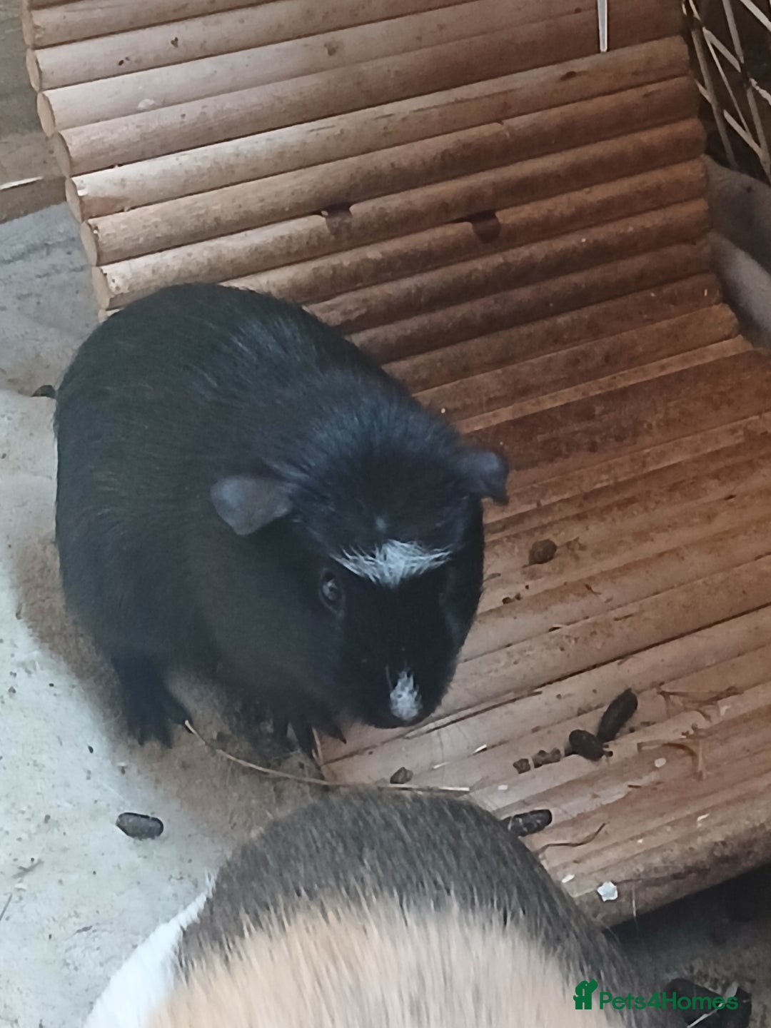 Guinea Pig rodents for sale: Female Guinea Pigs £40 (REDUCED) - Advert 2