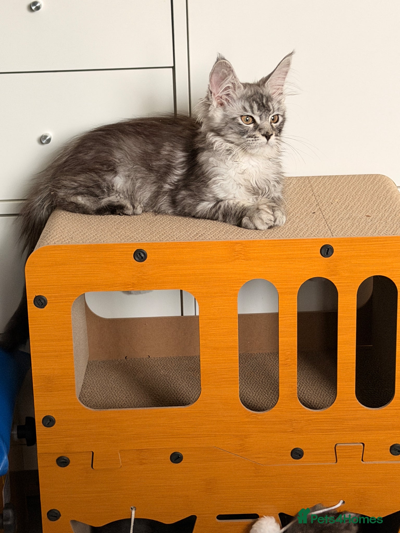 Maine Coon cats Beautiful girl  left pure Maincoon  - Advert 2