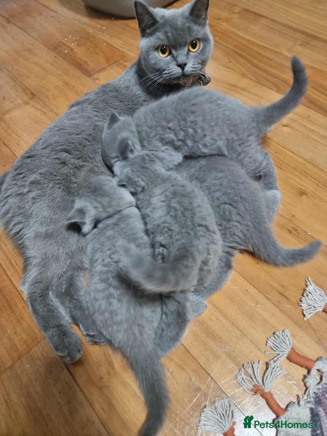 British Shorthair cats for sale: Beautiful kittens british shorthair  - Image 10