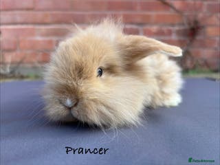 Mixed Breed rabbits Beautiful Fluffy Baby Rabbits - Advert 20