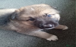 Shepsky dogs for sale: Shepsky puppies  - Image 3
