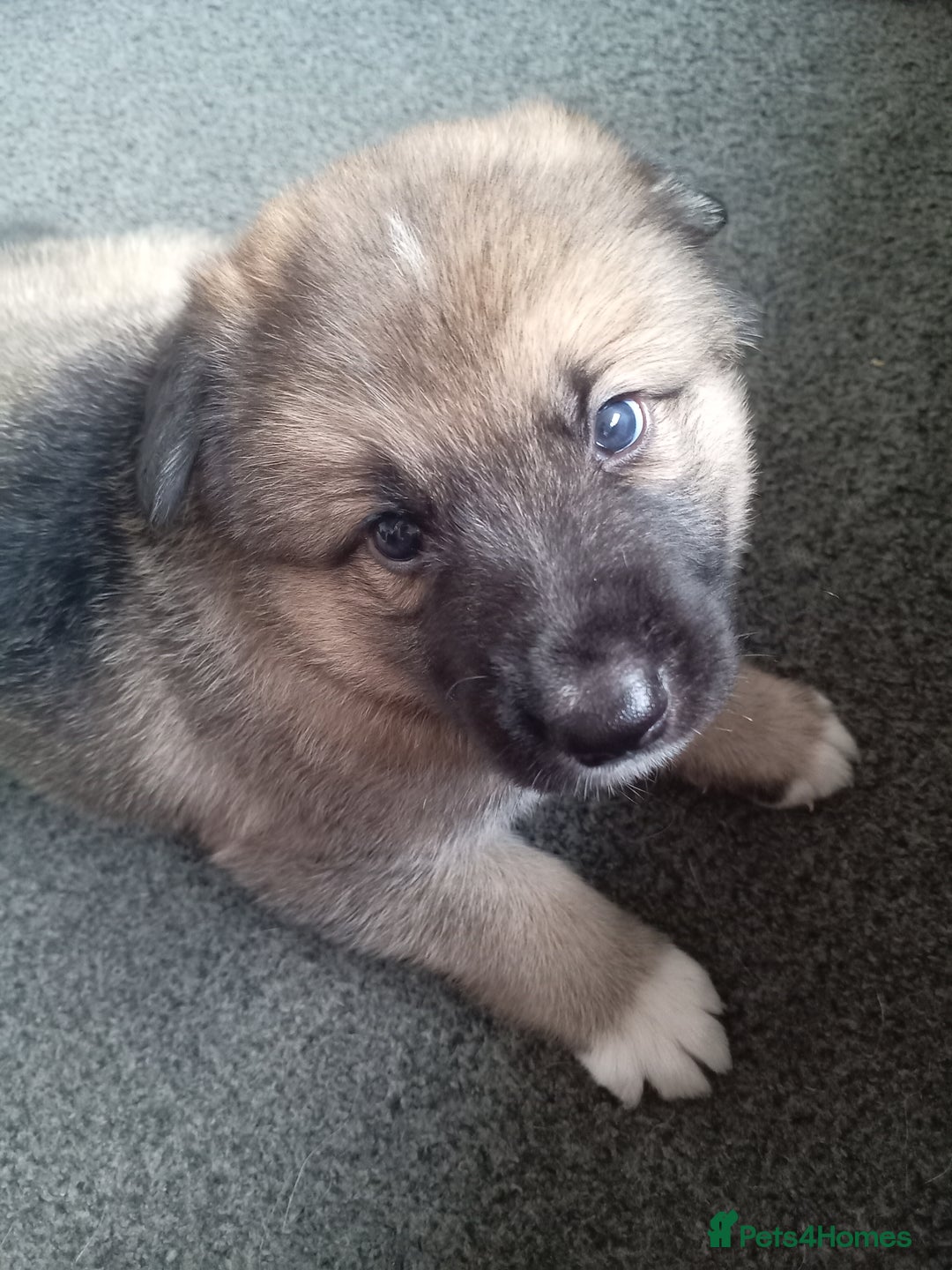 Shepsky dogs for sale: Shepsky puppies  - Image 3