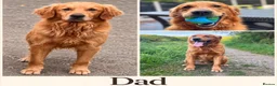 Golden Retriever dogs for sale: Beautiful KC Puppies No Endorsements  - Advert 16