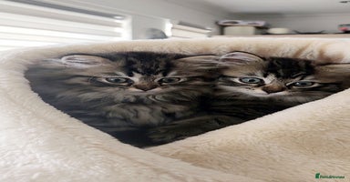 Mixed Breed cats - Advert 1
