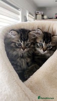 Mixed Breed cats - Advert 6