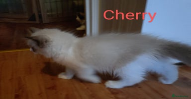 Ragdoll cats - Advert 14