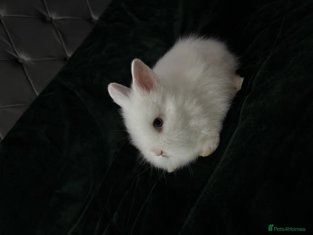 Lionhead rabbits for sale: Beautiful lion-head bunnies 🐰  - Advert 15