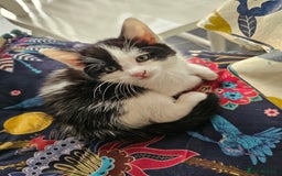 Mixed Breed cats for sale: 2 kittens left - Image 4