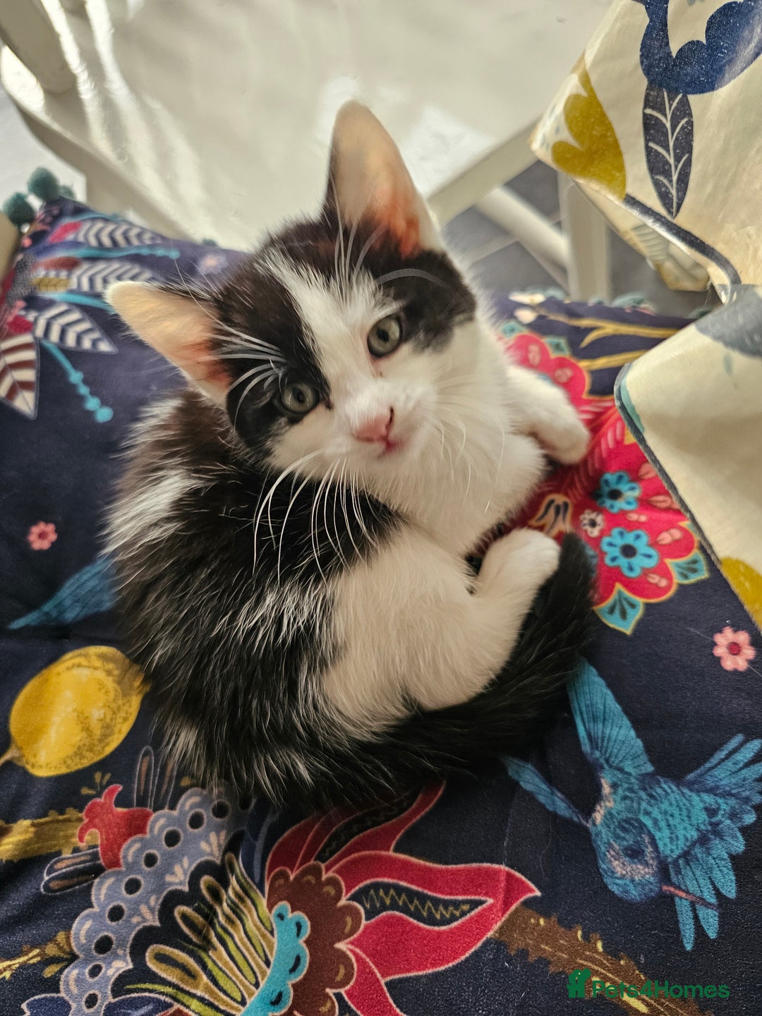 Mixed Breed cats for sale: 2 kittens left - Image 4