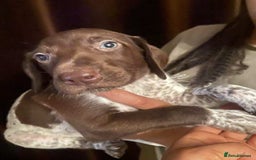 German Shorthaired Pointer dogs for sale: Stunning Litter of GSP puppies - Image 9