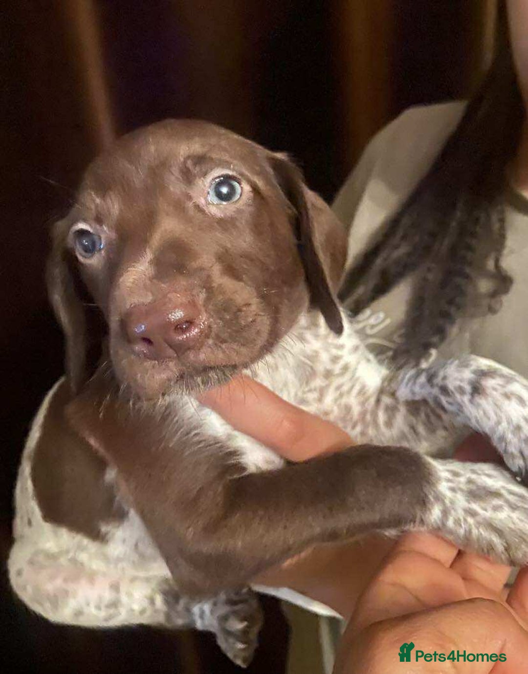 German Shorthaired Pointer dogs for sale: Stunning Litter of GSP puppies - Image 9