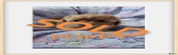 Cavapoo dogs for sale: **ONLY 1 GIRL LEFT** in Stalybridge - Advert 11