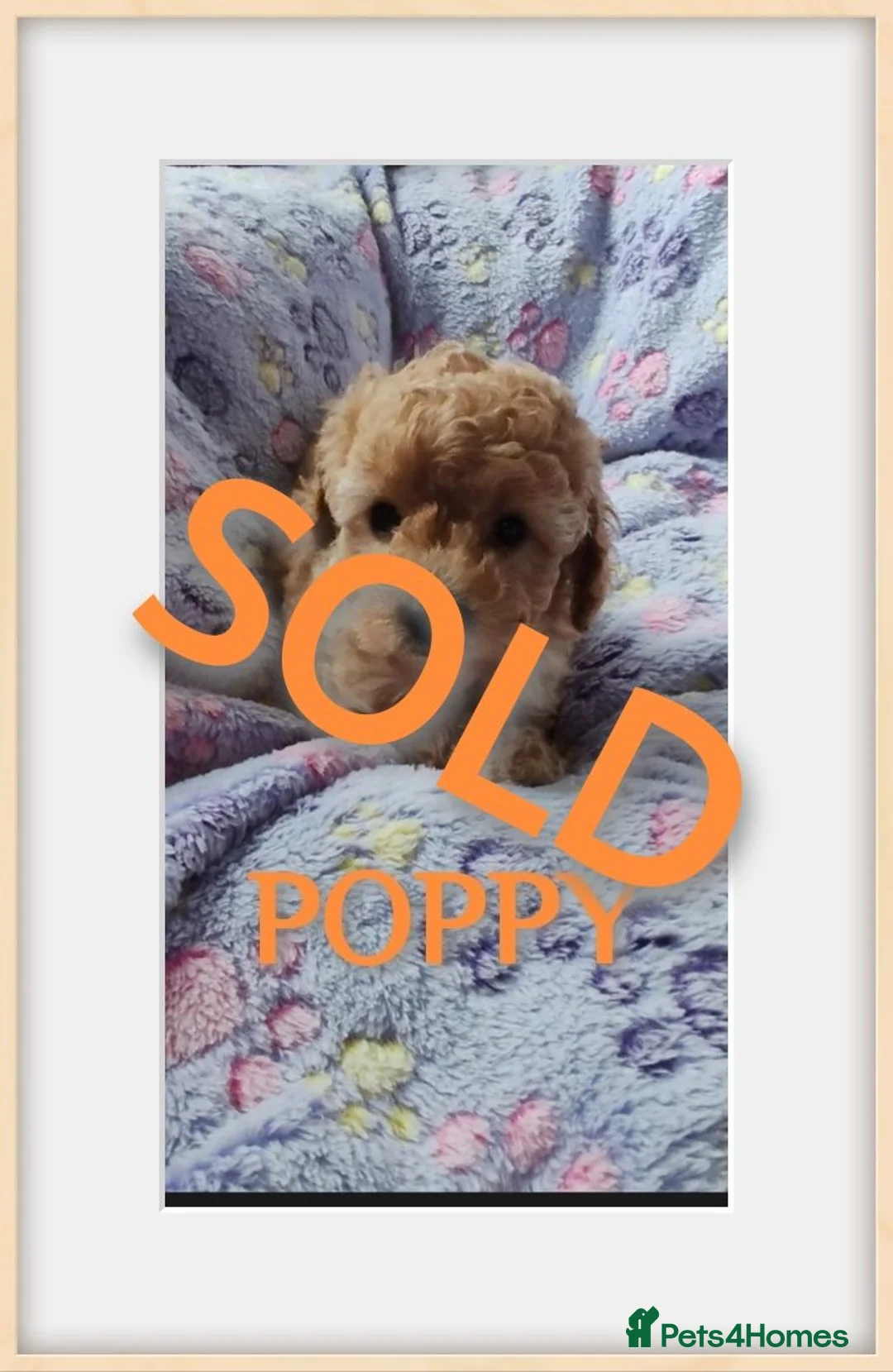 Cavapoo dogs for sale: **ONLY 1 GIRL LEFT** in Stalybridge - Advert 11