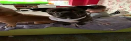 Mixed Breed dogs for sale: Shih Tzu x French Bulldog for sale - Advert 3