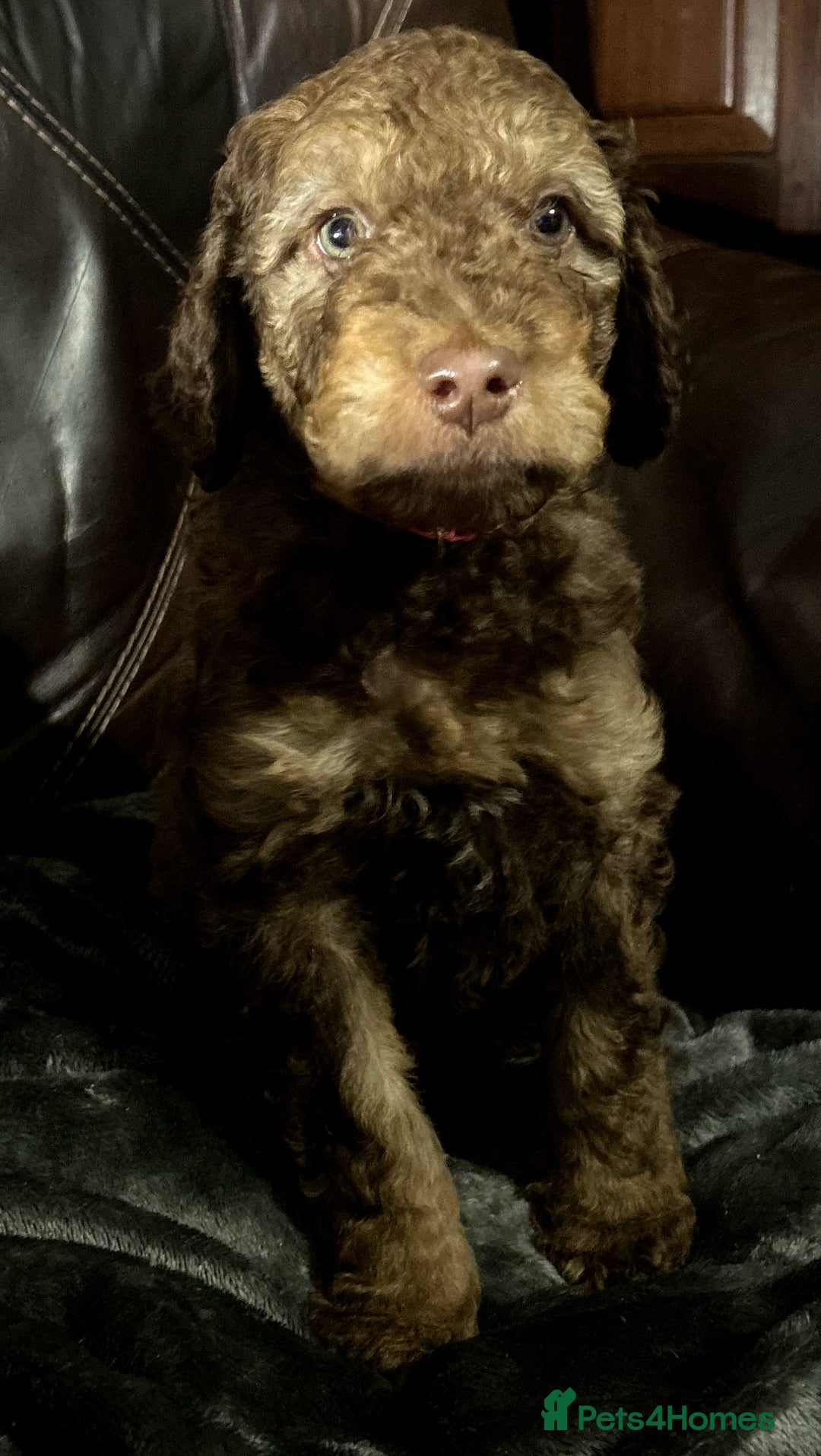 Labradoodle dogs for sale: stunning F2 labradoodle puppies... Available now - Advert 18