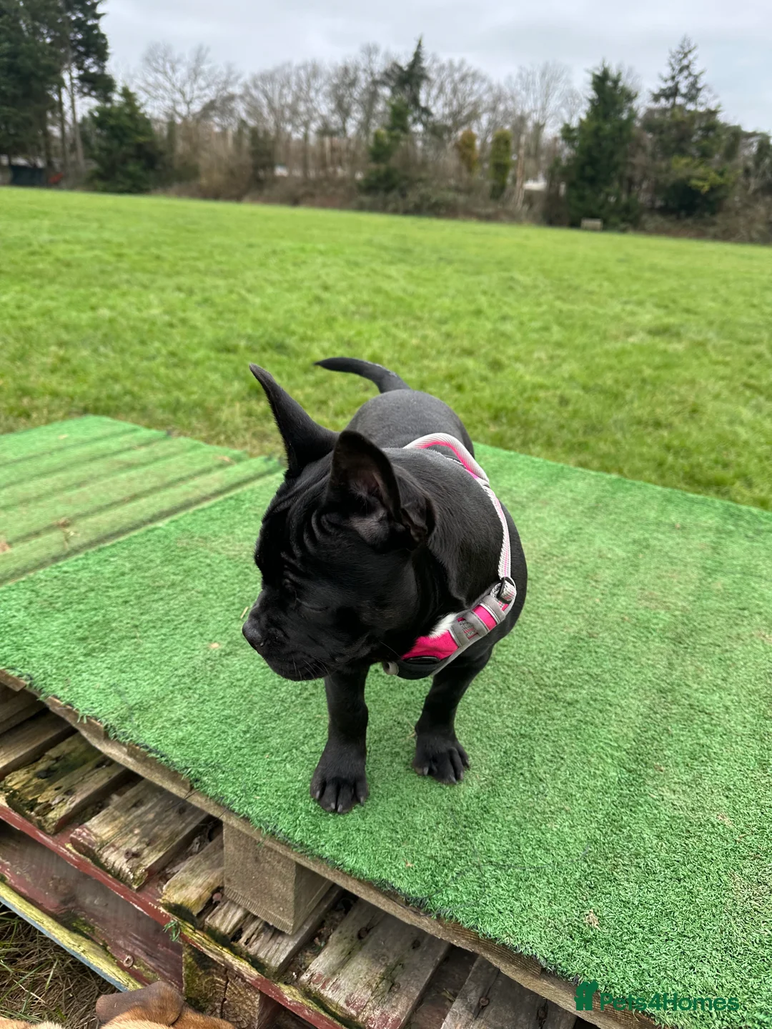 Mixed Breed dogs for sale: Lovely little girl puppy for rehoming  - Advert 4