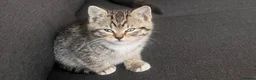 Domestic Shorthair cats for sale: Tabby domestic shorthair looking for a great home - Advert 2
