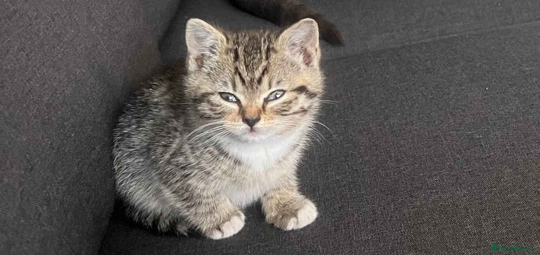 Domestic Shorthair cats for sale: Tabby domestic shorthair looking for a great home - Advert 2
