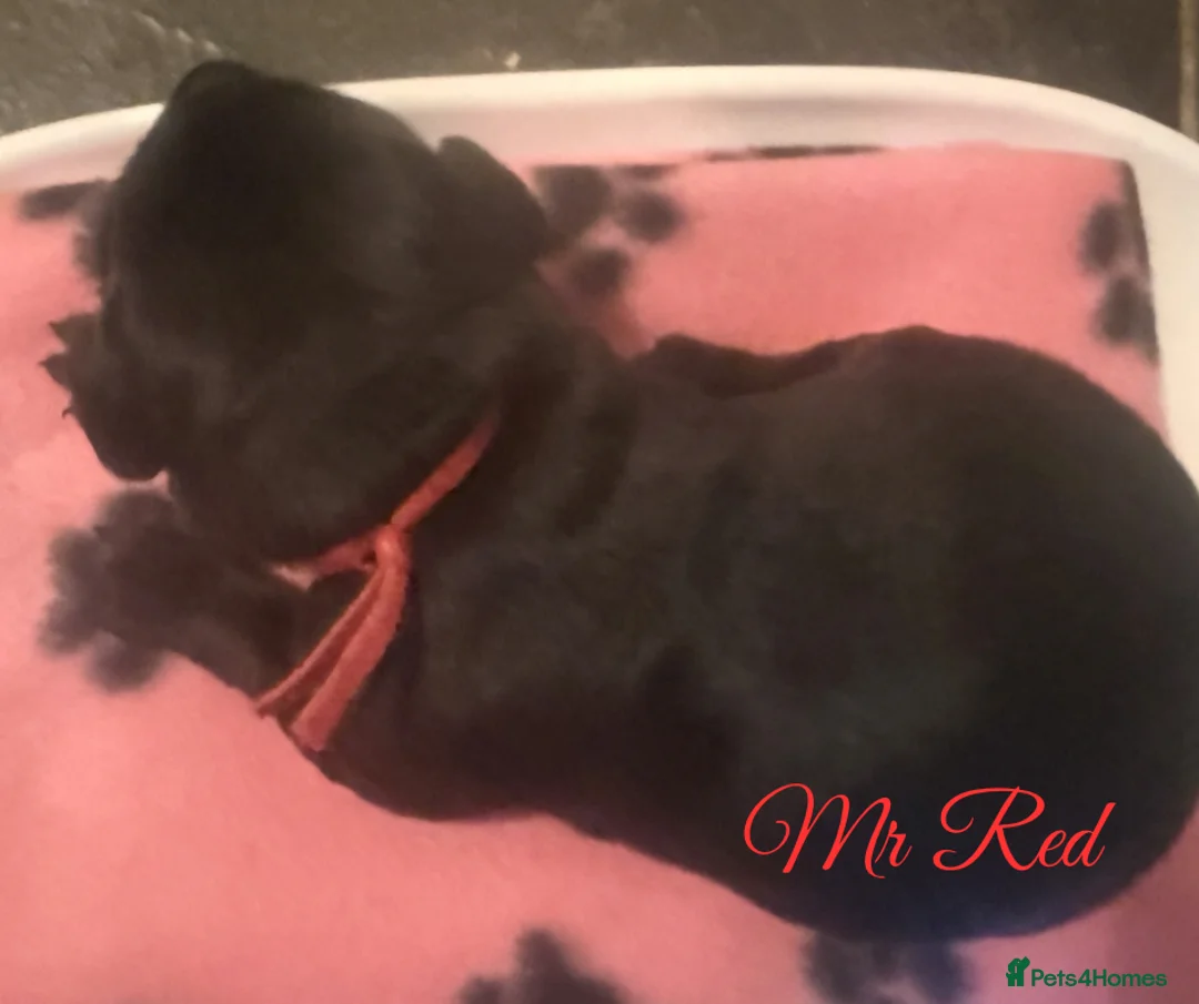 Labrador Retriever dogs for sale: 🖤 Quality RKC Reg Labradors 🧡 Ready mid April 🖤 - Advert 13