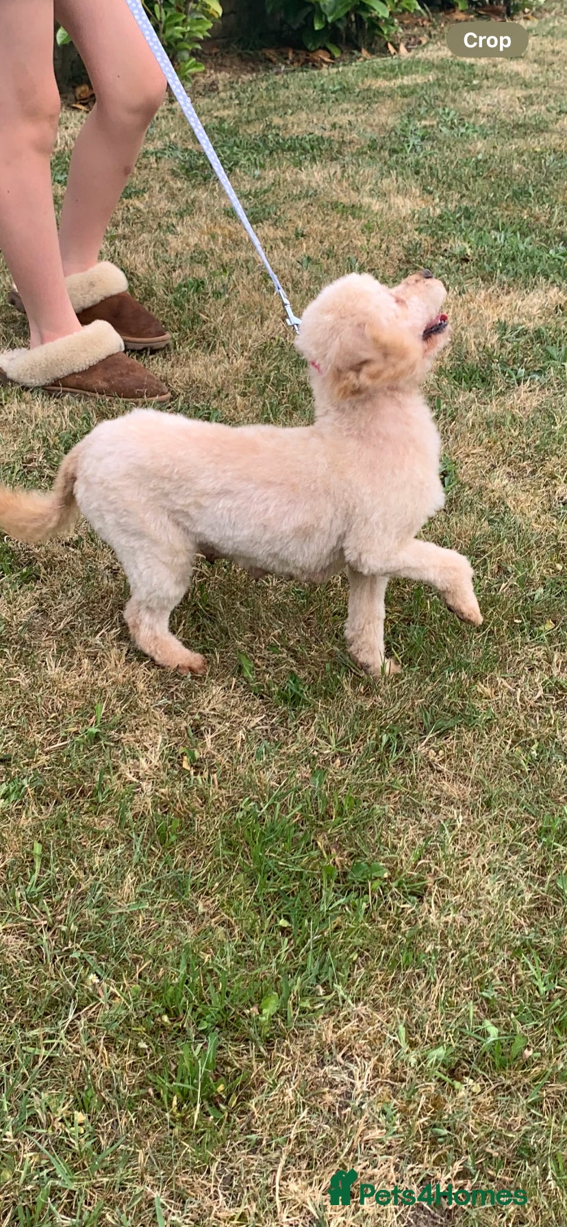 Toy Poodle dogs 🐩Fully vaccinated Toy Poodle. 🐩 - Advert 2