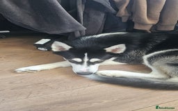 Utonagan dogs for sale: Meet Aro - Image 3