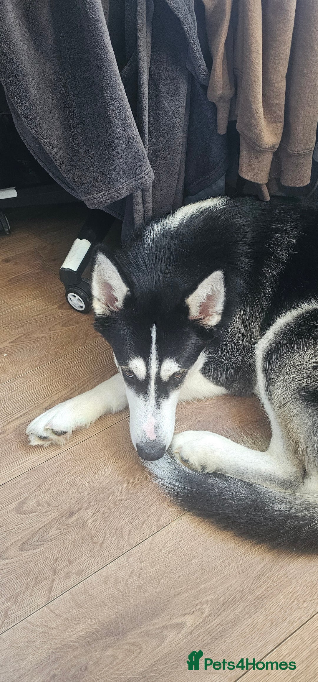 Utonagan dogs for sale: Meet Aro - Image 3