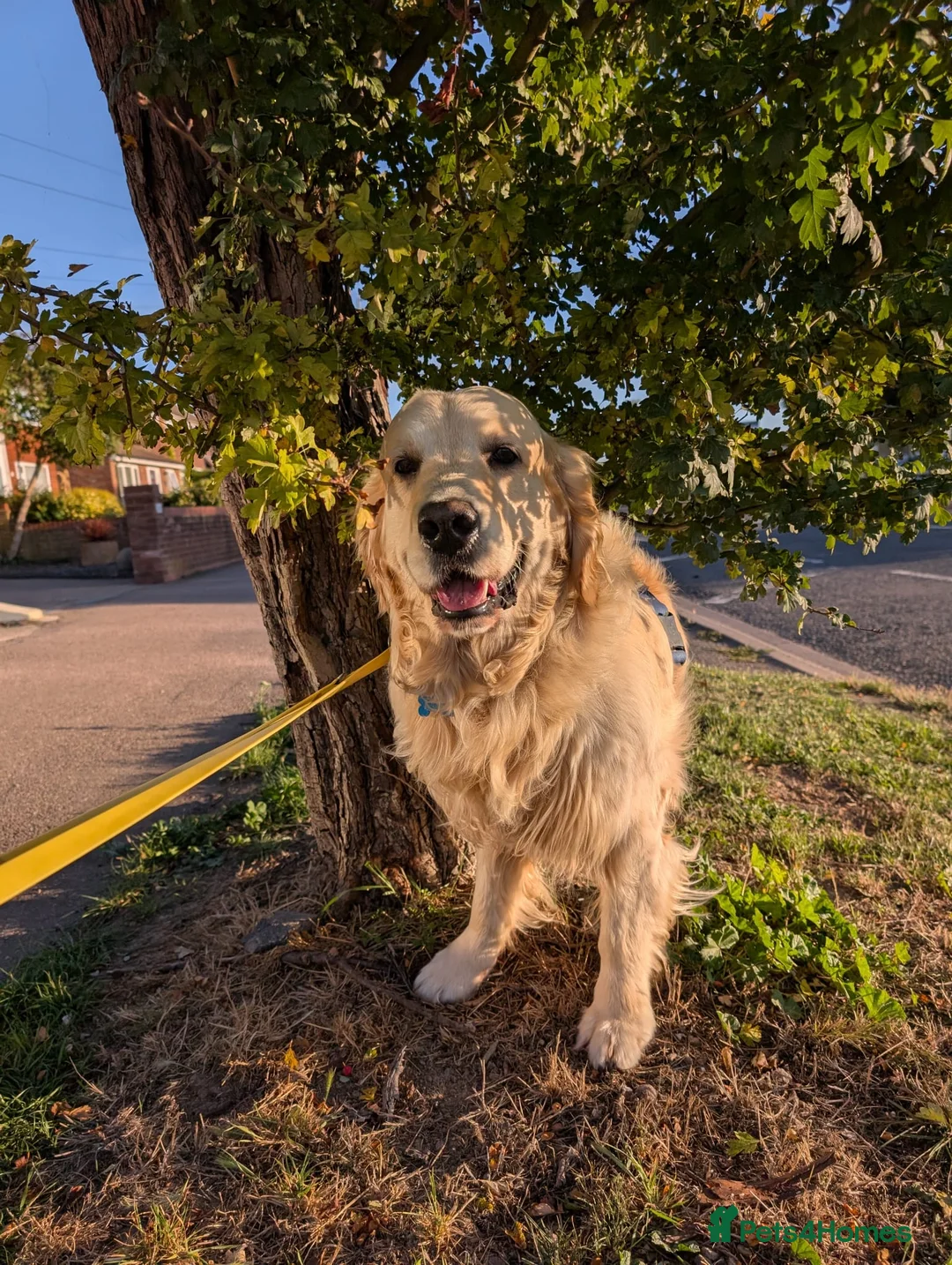 Golden Retriever dogs for sale: Health tested cream Golden Retriever pups - Advert 8